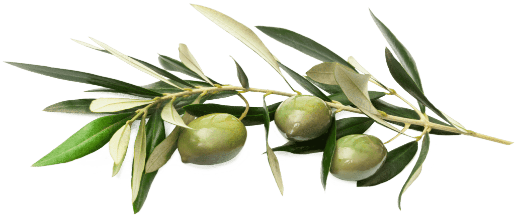 olivas-picual-de-aceite-los-cerrillos