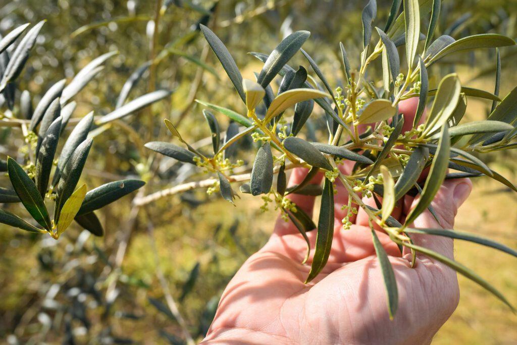 olea europaea