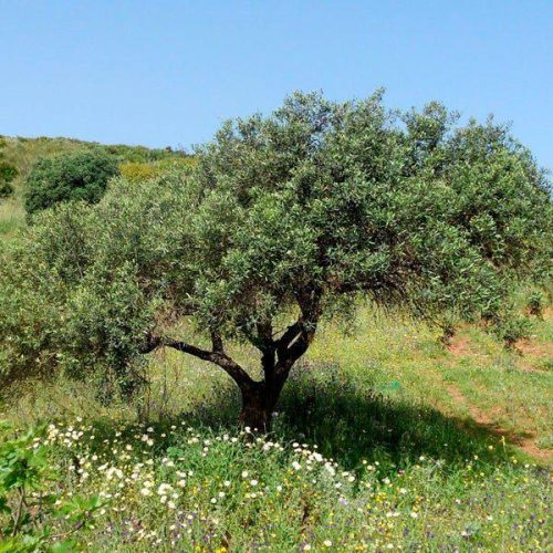 ARBOL ACEBUCHE 1 ARBOL ACEBUCHE 1