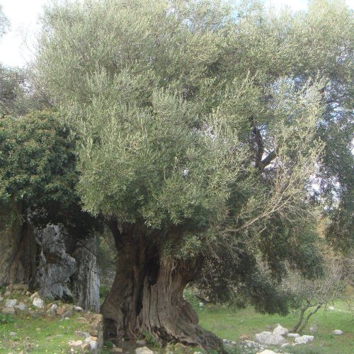 olivosmilenario olivosmilenario
